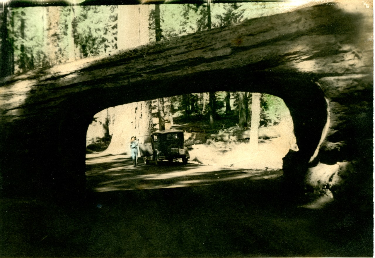 View through a large hollow log showing people and an old vehicle on a forest road.